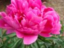 2nd-peony.jpg