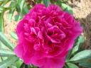 peony-408.jpg